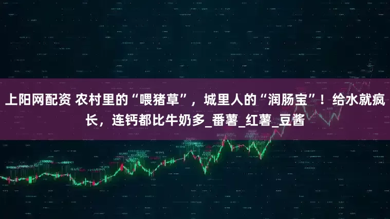 上阳网配资 农村里的“喂猪草”，城里人的“润肠宝”！给水就疯长，连钙都比牛奶多_番薯_红薯_豆酱